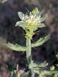 Photo 12 of Euphorbia tirucalli