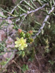 Photo 11 of Euphorbia tirucalli