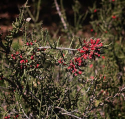 Photo 8 of Euphorbia tirucalli