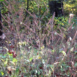 Photo 6 of Perilla frutescens