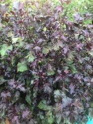 Photo 2 of Perilla frutescens