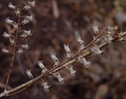 Photo 3 of Perilla frutescens