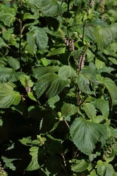 Photo 4 of Perilla frutescens