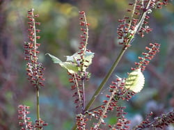 Photo 7 of Perilla frutescens