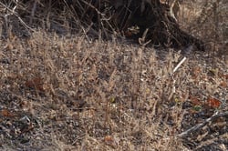 Photo 8 of Perilla frutescens