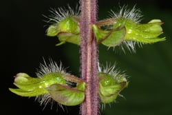 Photo 5 of Perilla frutescens