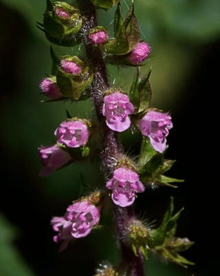Photo 1 of Perilla frutescens