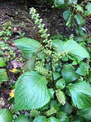 Photo 9 of Perilla frutescens