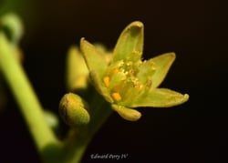 Photo 3 of Persea americana