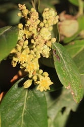 Photo 4 of Persea americana