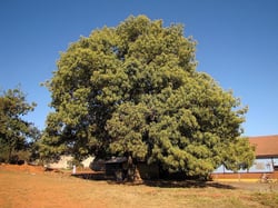 Photo 2 of Persea americana
