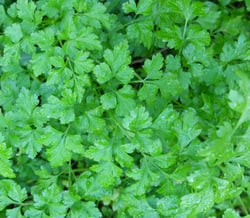 Photo 2 of Petroselinum crispum