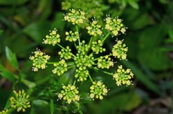 Photo 3 of Petroselinum crispum