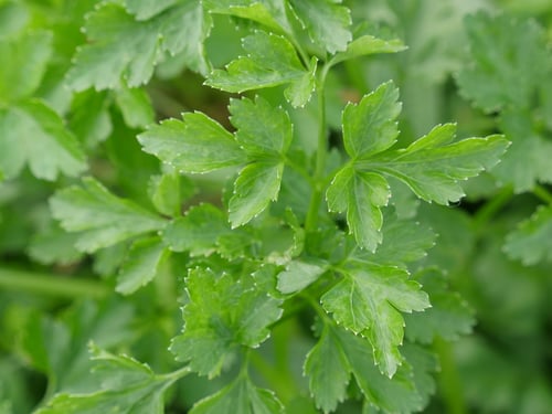 Photo 1 of Petroselinum crispum