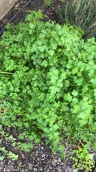 Photo 5 of Petroselinum crispum