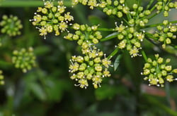 Photo 4 of Petroselinum crispum