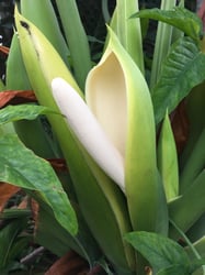 Photo 2 of Philodendron bipinnatifidum