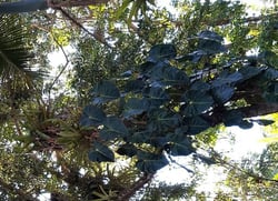 Photo 5 of Philodendron cordatum