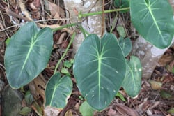 Photo 2 of Philodendron cordatum