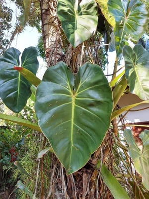 Photo 1 of Philodendron cordatum
