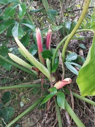 Photo 3 of Philodendron cordatum
