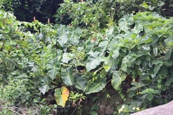 Photo 4 of Philodendron cordatum