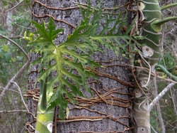 Photo 6 of Philodendron spp.