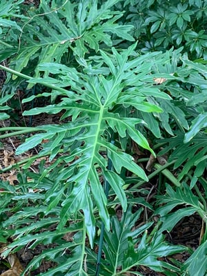 Photo 1 of Philodendron spp.