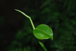 Photo 8 of Philodendron spp.