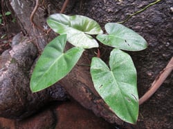Photo 3 of Philodendron spp.