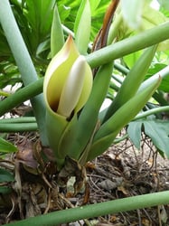 Photo 4 of Philodendron spp.