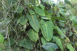Photo 7 of Philodendron spp.