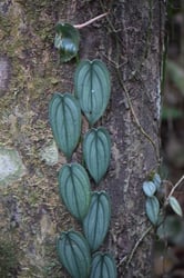 Photo 2 of Philodendron spp.
