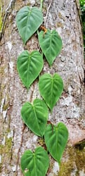 Photo 9 of Philodendron spp.