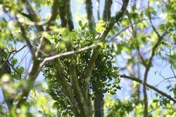 Photo 6 of Phoradendron flavescens