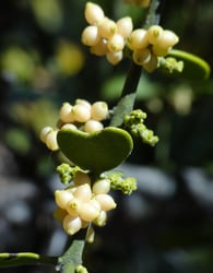 Photo 4 of Phoradendron flavescens