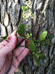Photo 5 of Phoradendron flavescens