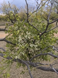 Photo 2 of Phoradendron flavescens
