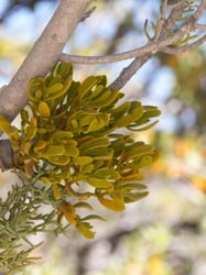 Photo 9 of Phoradendron spp.