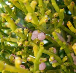 Photo 5 of Phoradendron spp.
