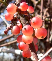 Photo 2 of Phoradendron spp.