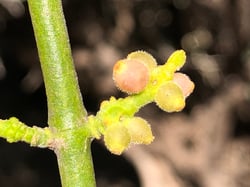 Photo 8 of Phoradendron spp.