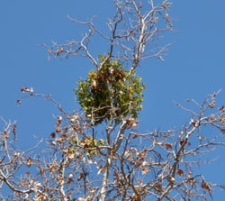 Photo 3 of Phoradendron spp.