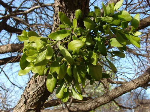 Photo 1 of Phoradendron spp.