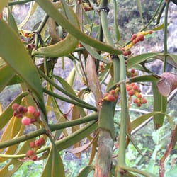 Photo 6 of Phoradendron spp.