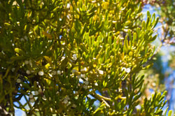 Photo 7 of Phoradendron spp.