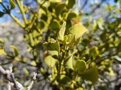 Photo 4 of Phoradendron spp.