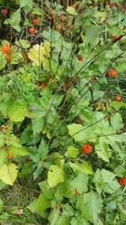 Photo 7 of Physalis alkekengi