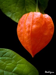 Photo 2 of Physalis alkekengi