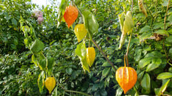 Photo 4 of Physalis alkekengi
